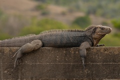 Cyclura nubila