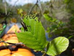 Chrysomela interrupta