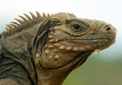 Cyclura nubila