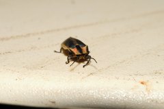 Pyractomena angulata