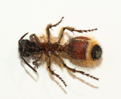 Dasymutilla militaris