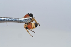 Dasymutilla militaris