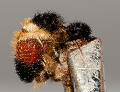 Dasymutilla militaris