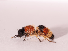 Dasymutilla militaris