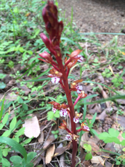 Corallorhiza maculata occidentalis