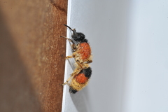 Dasymutilla militaris