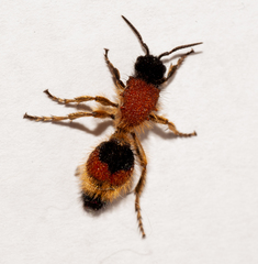 Dasymutilla militaris