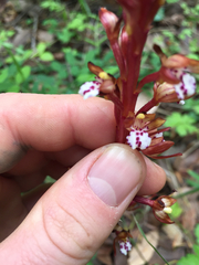 Corallorhiza maculata occidentalis