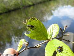 Chrysomela interrupta