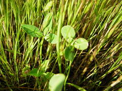 Trifolium grayi