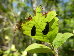 Chrysomela interrupta