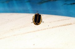 Pyractomena angulata