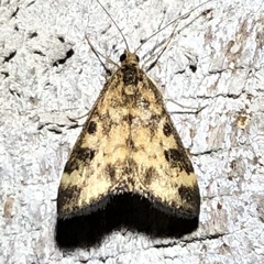 Pyrausta subsequalis