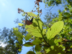 Chrysomela interrupta