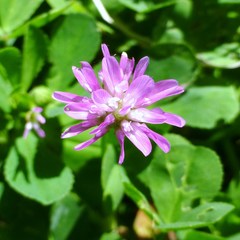 Trifolium resupinatum