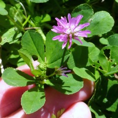 Trifolium resupinatum