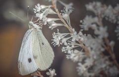 Pieris rapae