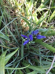 Camassia quamash quamash