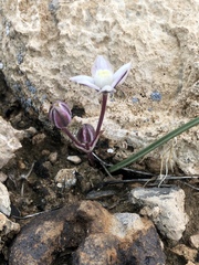 Muilla coronata