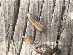Ctenolepisma ciliatum