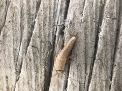Ctenolepisma ciliatum