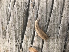 Ctenolepisma ciliatum