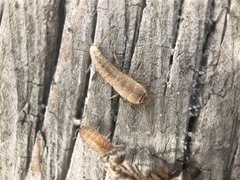Ctenolepisma ciliatum