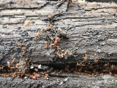 Pheidole californica