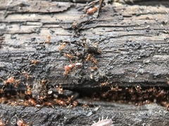 Pheidole californica