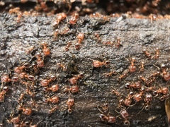 Pheidole californica