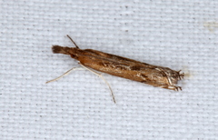 Anaclastis apicistrigellus