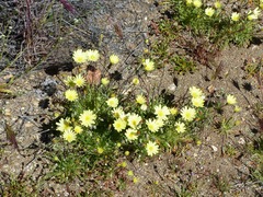 Malacothrix californica