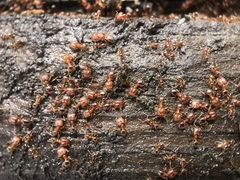 Pheidole californica