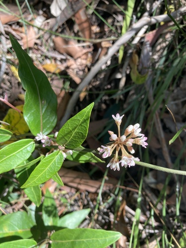 Leichhardtia suaveolens observed 2023-11-16