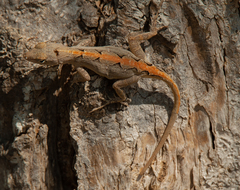 Anolis homolechis