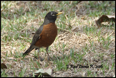 Turdus migratorius