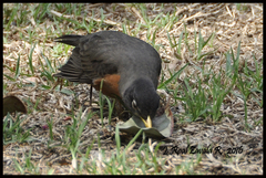 Turdus migratorius