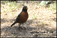 Turdus migratorius
