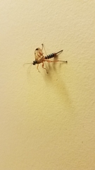 Echthromorpha