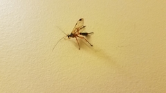 Echthromorpha