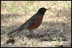 Turdus migratorius