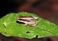 Allobates insperatus
