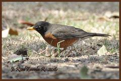 Turdus migratorius