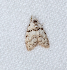 Nola pygmaeodes