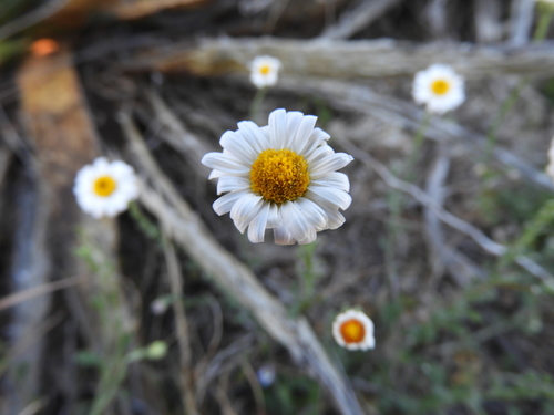 Image of Chaetopappa parryi by (c) Leticia Jiménez Hernández, some rights reserved (CC BY-SA)