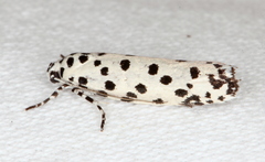 Ethmia clytodoxa
