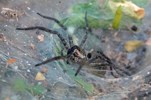 Sosippus mexicanus