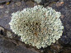 Xanthoparmelia coloradoensis