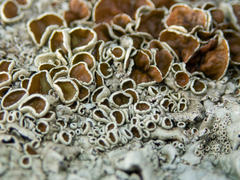 Xanthoparmelia coloradoensis