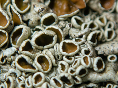 Xanthoparmelia coloradoensis